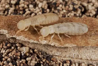 General Pest Control In India
