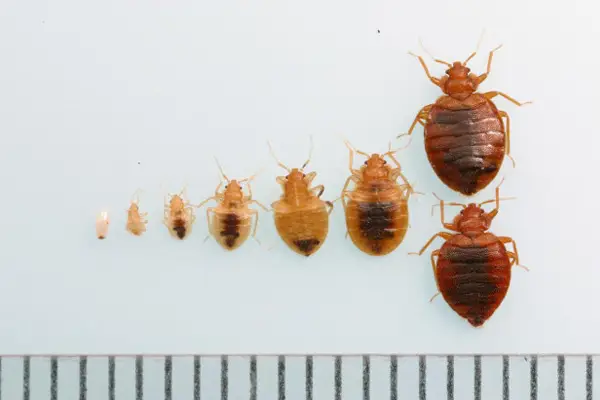 General Pest Control In India