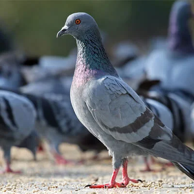 Bird Pest control,bird helpline number gandhinagar