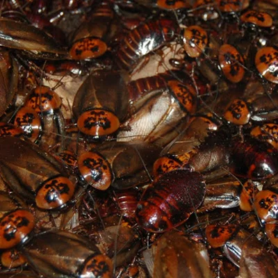 Cockroaches Pest Control In India