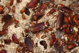Cockroaches Pest Control In Gujarat