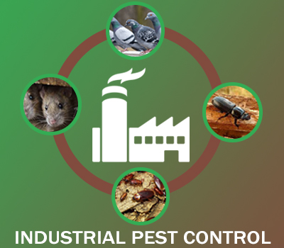 Industrial Bird Pest Control Services Morbi