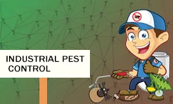 Industrial and Commercial Rodent Pest Control Services Ahmedabad