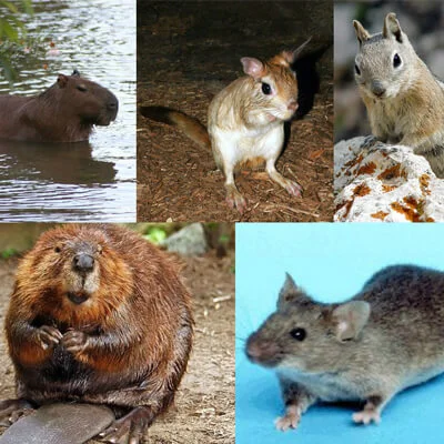 Rodent Pest Control In India