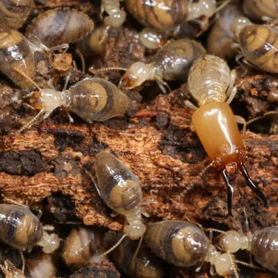 Termite Pest Control In India